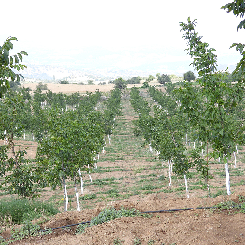 Kaşıkçı 1