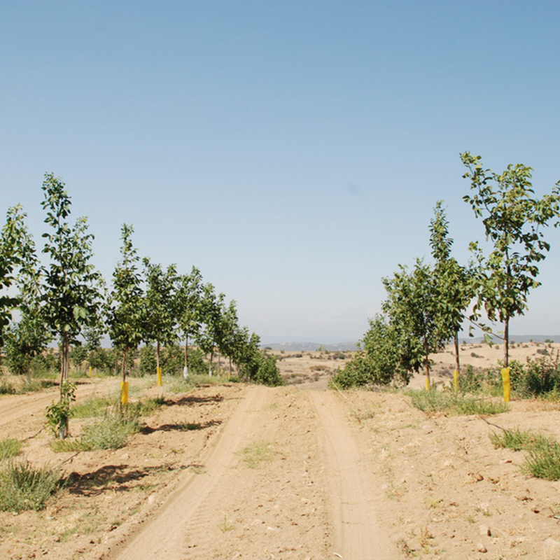 Kaşıkçı 2